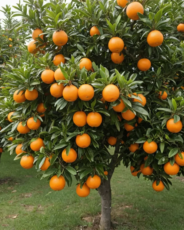 7687862228c3d1db933b42ca08cc404de5d87834 شجرة تين براون تركي - Ficus carica 'Brown Turkey'