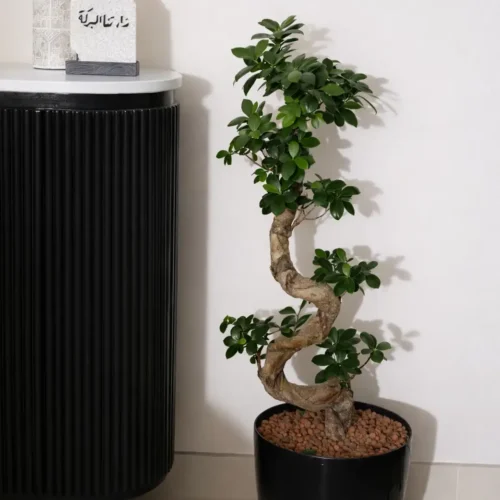 شجرة تين براون تركي -  Ficus carica 'Brown Turkey'