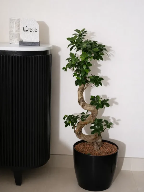 placeholder شجرة تين براون تركي - Ficus carica 'Brown Turkey'