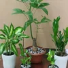 بكج وفرة ذكية (1)-converted-from-png بكج وفرة ذكية