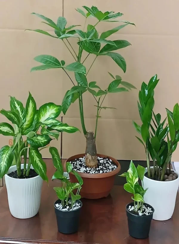 بكج وفرة ذكية (1)-converted-from-png بكج وفرة ذكية