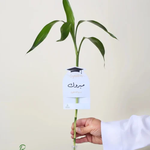 توزيعات ساق البامبو معلق مع (كارت إهداء مبروك + وعاء لحفظ الماء)-converted-from-png توزيعات ساق البامبو معلق مع (كارت إهداء "مبروك" + وعاء لحفظ الماء)