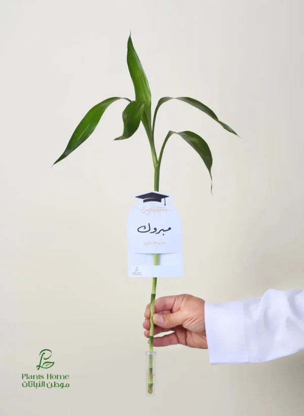 توزيعات ساق البامبو معلق مع (كارت إهداء مبروك + وعاء لحفظ الماء)-converted-from-png توزيعات ساق البامبو معلق مع (كارت إهداء "مبروك" + وعاء لحفظ الماء)