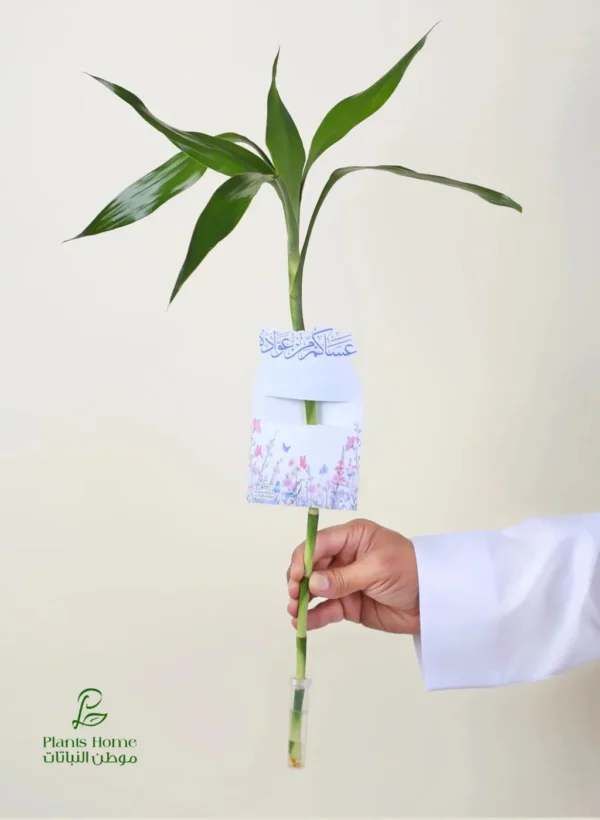توزيعات ساق البامبو معلق مع (كارت عساكم من عواده + وعاء لحفظ الماء) -converted-from-png توزيعات ساق البامبو معلق مع (كارت "عساكم من عواده" + وعاء لحفظ الماء)