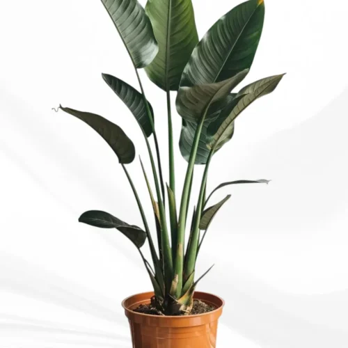 عصفور الجنة كبير-converted-from-png نبات عصفور الجنة كبير - Strelitzia nicolai