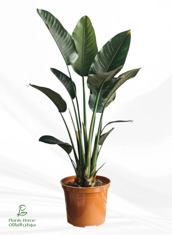 عصفور الجنة كبير-converted-from-png نبات عصفور الجنة كبير - Strelitzia nicolai