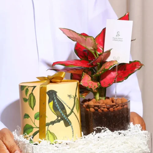 _هدية الأجلونيما الحمراء في صينية اكريلك بتغليف شفاف مع (معمول انوش + كرت اهداء) (1)-converted-from-png هدية الأجلونيما الحمراء في صينية اكريلك بتغليف شفاف مع (معمول انوش + كرت اهداء)