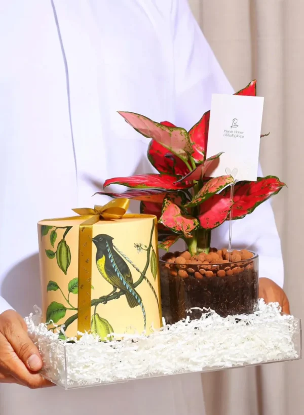 _هدية الأجلونيما الحمراء في صينية اكريلك بتغليف شفاف مع (معمول انوش + كرت اهداء) (1)-converted-from-png هدية الأجلونيما الحمراء في صينية اكريلك بتغليف شفاف مع (معمول انوش + كرت اهداء)