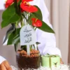 هدية الانتوريوم الأحمر في صينية اكريليك وتغليف شفاف مع (شوكولاتة انوش + تغريسة حسب المناسبة)-converted-from-png (1) هدية الانتوريوم الأحمر في صينية اكريليك وتغليف شفاف مع (شوكولاتة انوش + تغريسة حسب المناسبة)