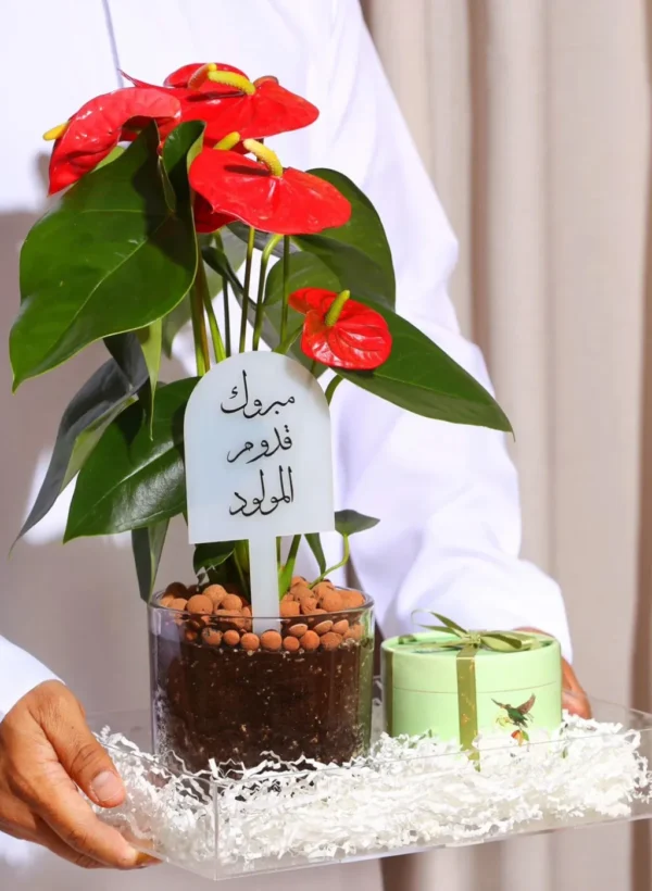هدية الانتوريوم الأحمر في صينية اكريليك وتغليف شفاف مع (شوكولاتة انوش + تغريسة حسب المناسبة)-converted-from-png (1) هدية الانتوريوم الأحمر في صينية اكريليك وتغليف شفاف مع (شوكولاتة انوش + تغريسة حسب المناسبة)