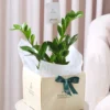 _هدية الزاميا متوسطة السيقان في حوض سيراميك اسود وبني وحجر الليكا مع (بوكس فاخر + كارت إهداء)-converted-from-png هدية الزاميا متوسطة السيقان في حوض سيراميك اسود وبني وحجر الليكا مع (بوكس فاخر + كارت إهداء)