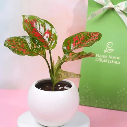 هدية نبتة اجلونيما حمراء في حوض سيراميك أبيض مع (بوكس + كارت إهداء)