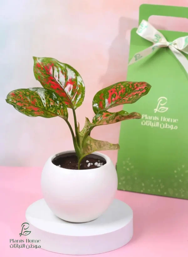 هدية نبتة اجلونيما حمراء في حوض سيراميك أبيض مع (بوكس + كارت إهداء)