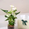_هدية نبتة الانتوريوم الابيض في حوض زجاجي وحجر الليكا مع (بوكس فاخر + كارت إهداء) (1)-converted-from-png هدية نبتة الانتوريوم الابيض في حوض زجاجي وحجر الليكا مع (بوكس فاخر + كارت إهداء)