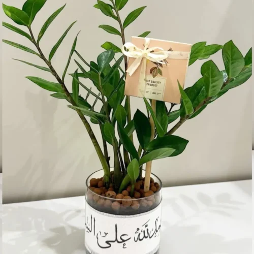 هدية نبتة الزاميا مع (شريط حمدلله على السلامة + شوكولاتة انوش)-converted-from-png هدية نبتة الزاميا مع (شريط "حمدلله على السلامة" + شوكولاتة انوش)