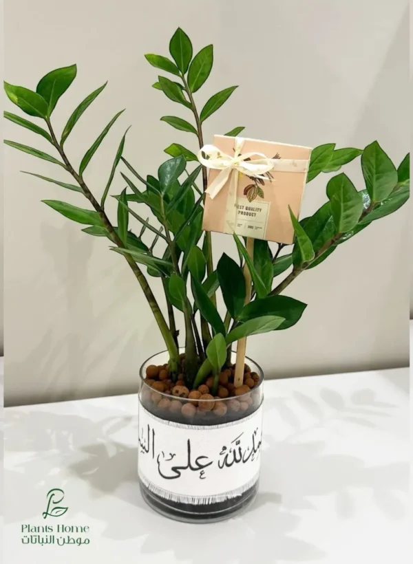 هدية نبتة الزاميا مع (شريط حمدلله على السلامة + شوكولاتة انوش)-converted-from-png هدية نبتة الزاميا مع (شريط "حمدلله على السلامة" + شوكولاتة انوش)