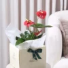 هدية نبتة انتوريوم أحمر في حوض سيراميك أبيض أنيق مع (بوكس فاخر + كرت إهداء) -converted-from-png هدية نبتة انتوريوم أحمر في حوض سيراميك أبيض أنيق مع (بوكس فاخر + كرت إهداء)
