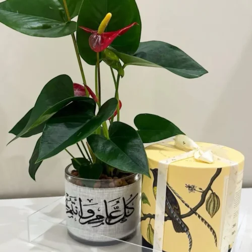 هدية نبتة انتوريوم حمراء مع (شوكولاتة أنوش + شريط كل عام وأنتم بخير)-converted-from-png هدية نبتة انتوريوم حمراء مع (شوكولاتة أنوش + شريط "كل عام وأنتم بخير")